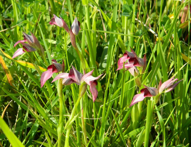 Serapias lingua